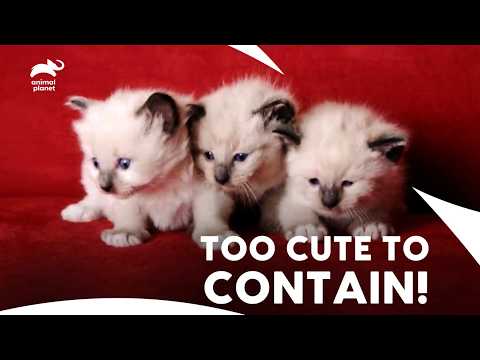 Snowshoe Cat Three Playful Kittens, Playful Time & Struggle for Popcorn | Too Cute | Animal Planet