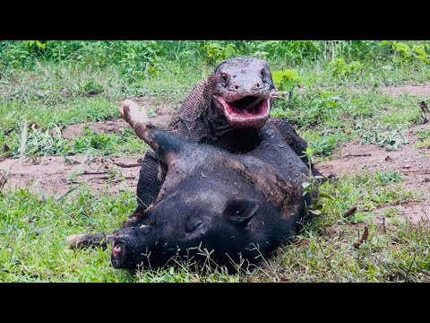 This wild boar lay down and resigned himself to the situation