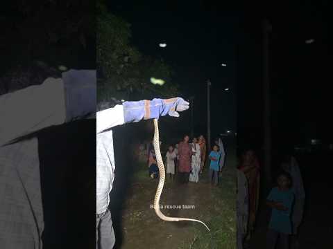 यह है पानी वाला सांप जो कि भारत का सबसे तेज कांटने वाला सांप है 🤔 Non venomous snake