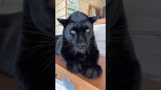 Washing the whiskers ☺️