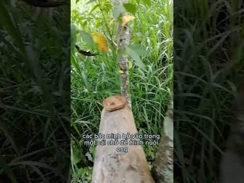 Đưa bầy ong lạc đàn vào thùng nuôi ong #bắtongrừng #honey #mậtong #nuirungtv #ongvove #ongvove #wasp
