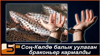 Соң Көлдө балык уулаган браконьер кармалды