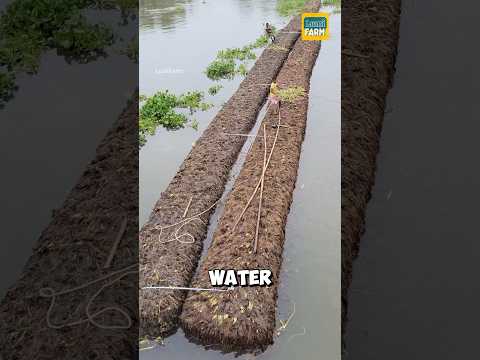 Why do Bangladeshis use water hyacinths for floating islands? #waterhyacinth #shorts