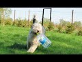 Territorial Behavior in Animals