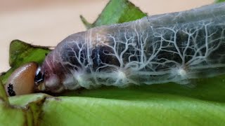 पहली बार देखोगे ऐसी खतरनाक चीज़ें 😱।।Bittu Top Facts।। #shorts #ytshorts