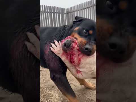 Rottweiler vs. Pitbull: Ultimate Jaw Strength Test! ๐ฑ๐ช