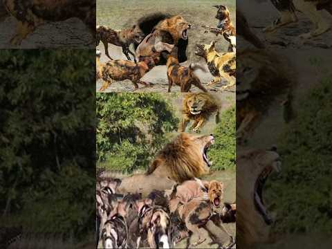 Wild Dog क्यों किसी से नही डरता ?🤯🤔 By info fact News