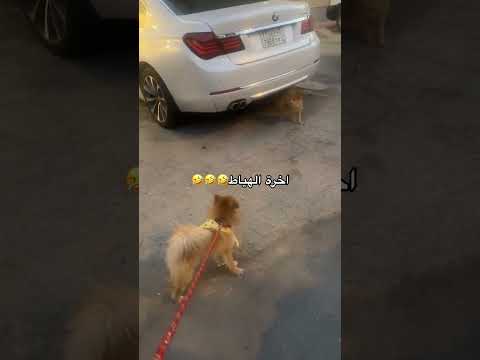 اخر الهياط خاف من قطة الشارع 😂🐱💔#اكسبلور #الببغاء #قطط