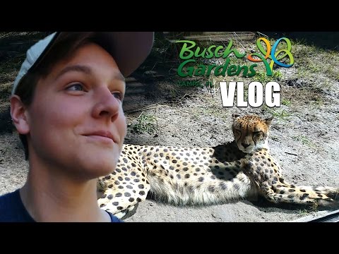 A Day at Busch Gardens Tampa! | Travel Vlog