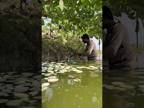 ৫ টাকা পিচ লাউ #agriculturevideo