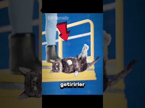 Kedi yüksekten düşerse ?🥶
