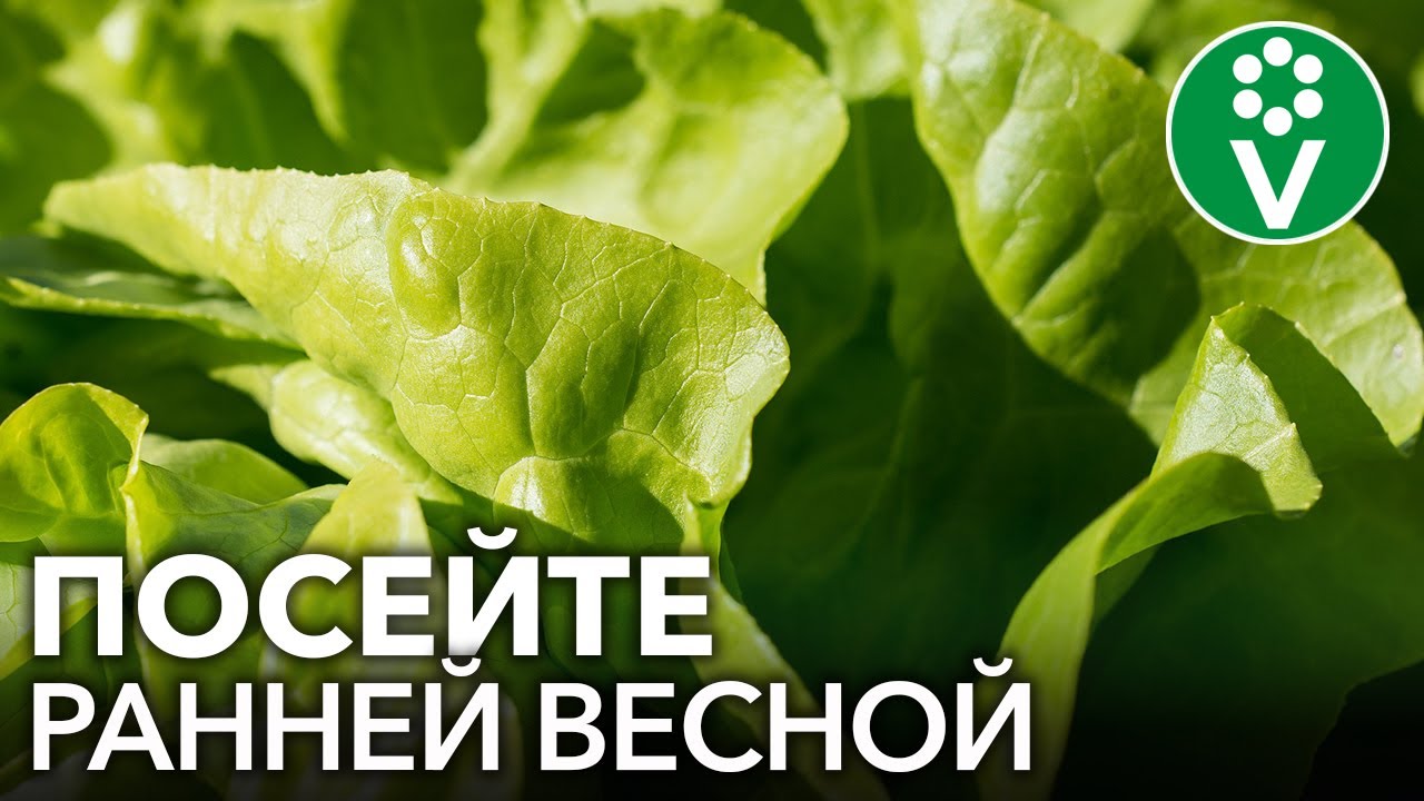 Самые первые посадки в теплице! Посейте эти культуры для раннего урожая уже сейчас