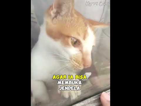 Viral!! Kucing Oyen Menolong Babunya Membuka Pintu Kos Yang Terkunci #kucinglucu #kucing #kucingoyen