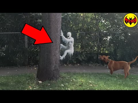 This creature shouldn't exist… but it was caught on camera in broad daylight