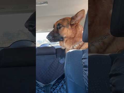 Mom forgot to pet German Shepherd