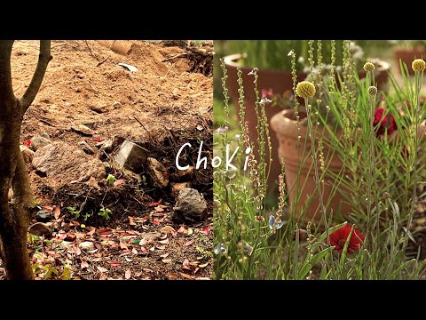 Bringing a Wild Garden Back to Life🪻🪿🧺