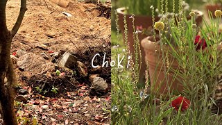 Bringing a Wild Garden Back to Life🪻🪿🧺
