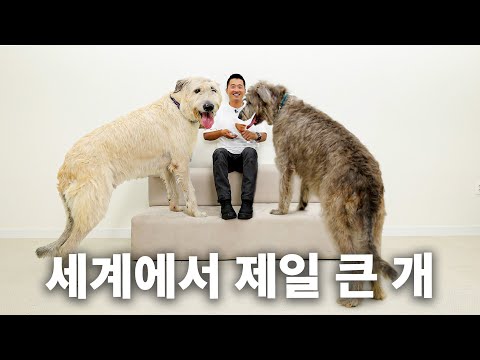 역대 최고 몸무게와 크기를 자랑하는 강형욱의 드림견 등장 | 견종백과 아이리시 울프 하운드편