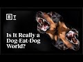 Understanding Animal Behavior and Morality