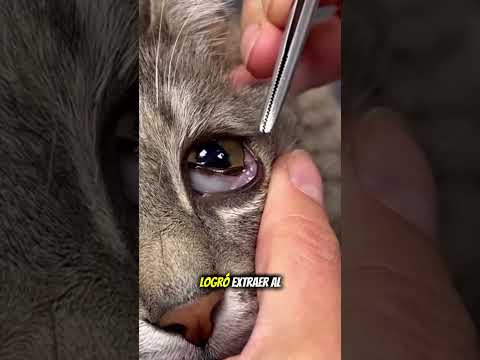 #videoshorts #videosviral #virales #videoviral #viral #entretenimiento
