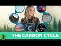 Understanding the Carbon Cycle