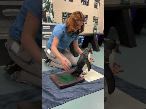 Marley the Penguin Making Art with Janie