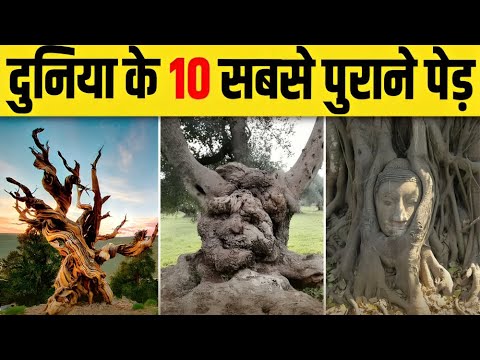 दुनिया के 10 ऐसे पेड़ जो करोड़ों सालों से ज़िन्दा हैं 😱