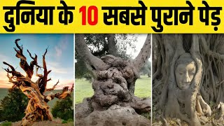 दुनिया के 10 ऐसे पेड़ जो करोड़ों सालों से ज़िन्दा हैं 😱