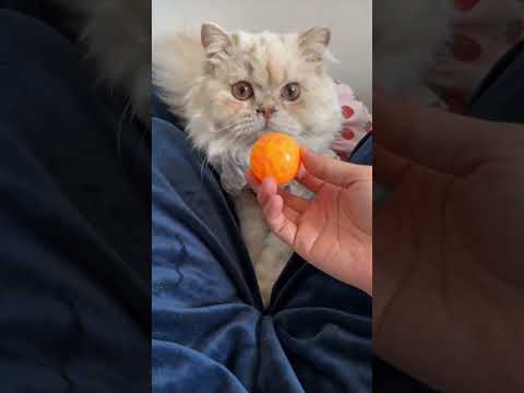 The furry kid was caught red-handed hiding toys.