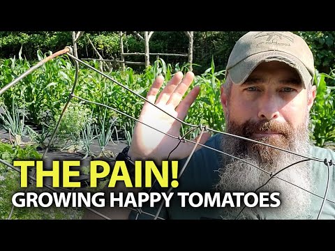 Growing Happy Tomatoes!  - Easy Garden Tips