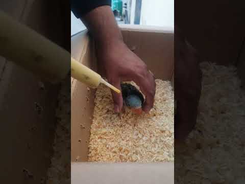 Mummy ak glass pani dy do #parrot #birds #parrotvideo #talkingbird #talkingparrot #pet #shazvlogs92