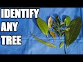 Leaf Margin Characteristics and Scents