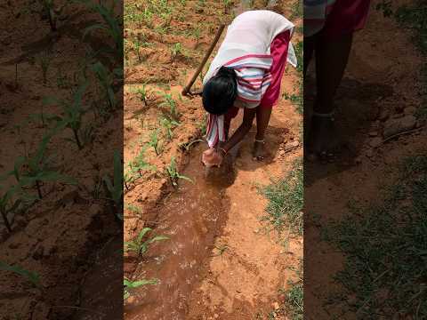 #விவசாயம்_அரசு_பணி #விவசாயம் #விவசாயம்காபோம் #trendingshorts #viral #agriculture #villagelife