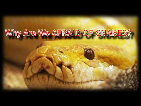 Why Are We AFRAID OF SNAKES?