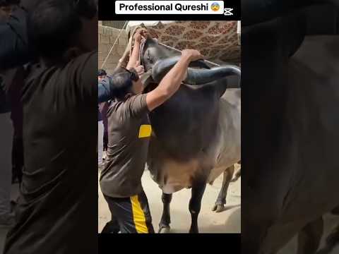 cow Qurbani 2025❤️ #shorts #cow #animals #india #bakraeid2025 #cattlefarm #yt #bigbull #kankrej #yt