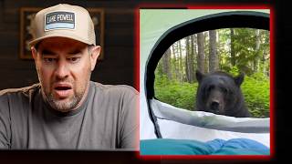 Viral Bear Encounters You Can't Unsee