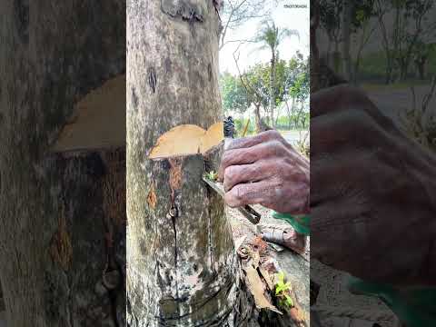 যশোরের যশ, খেজুরের রস #shorts