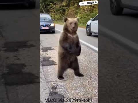 Bear wants a ride#shorts#Funny bear#funny animals#funniest animals
