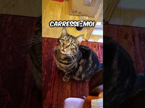 Humain ! Caresse ! #chats #shortswithzita