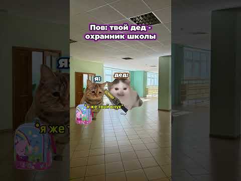 Мемы которые помогают котикам 😼