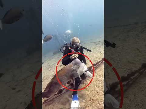 Divers feed the fish |#shortvideo