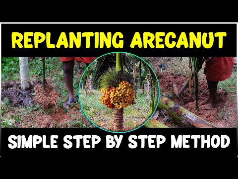 Replanting Arecanut Plant Like a PRO | Betel Nut Farming