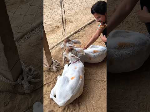 जुड़वा बछड़िया देखीं हैं कभी?😱😱🐮🐮