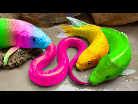 Catching Rainbow Koi Fish, 색깔 있는 장어, 메기, 황금 뱀, 큰 개구리, 바다 거북 |Stop Motion ASMR