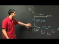 Molecular Biology Concepts and Techniques