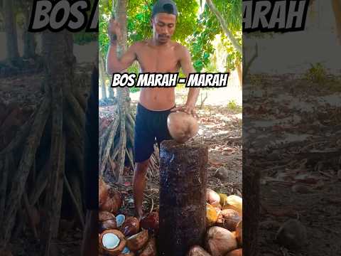 Pernah di marahin bos kelapa #kelapa