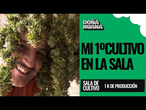 ¡Así fue mi primer cultivo con 18 plantas y casi un k!