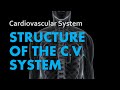 Exploring the Structure of the Heart and Cardiovascular System
