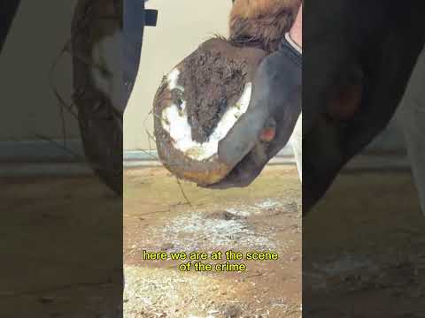 Painful Horse Hoof #asmr #satisfying #horse #asmrsounds  #satisfyingvideo #oddlysatisfying #horses