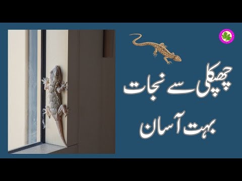 Chipkali Bhagane ka Tarika | Chipkali Sy Nijat Bhot Asan